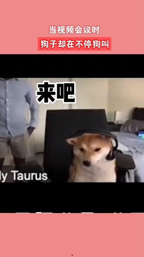 狗子今日爆料视频在线观看